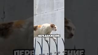 Почему кошки оставляют только один след? В МИРЕ ЖИВОТНЫХ #кошки