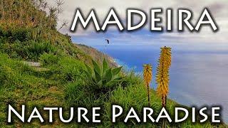 MADEIRA Nature Paradise, Paragliding, Gleitschirmfliegen 03.2023, Arco de Calheta