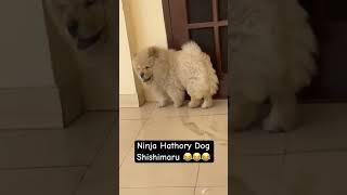 Ninja Hathory Dog Shishimaru  #shorts #dog