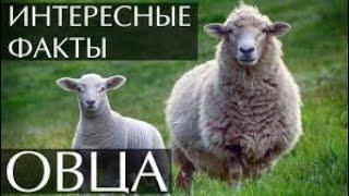 Интересные факты об ОВЦАХ. Факты про овец Все об ОВЦАХ. "+" и "-" овец #кролики #реки #врек #коза