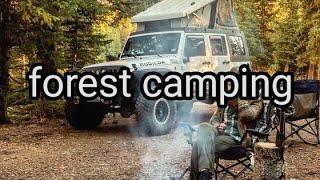 Forest camping jungle ki sar Nature video 4k 4kvideo ultra HD