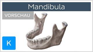 Mandibula: Aufbau und Funktion | Kenhub