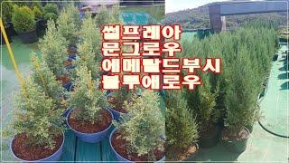 분양문의 : 010-3602-4106, #화분묘, #썰프레아, #문그로우, #에메랄드부시, #블루애로우