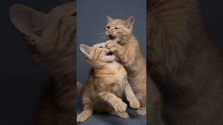 Orange kitties  #furryfritz #catographer #kittens #orangecats #funnykittens #angrycat #meow