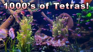 The Most Amazing Tetra in a 3000 Gallon Aquarium! Cardinal Tetra Care and Breeding