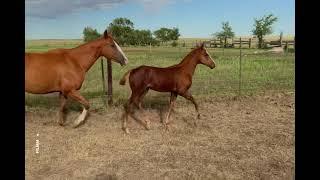 Lot 57 - Sorrel Colt (Peppy San Holliday x RWS Ms Sonora Spark) (AQHA)