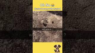 Never chase an animal into their own territory #animals #pets #funny #nature #wildlife #spider #ant