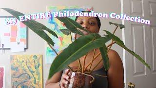 My Entire Philodendron Collection | 20+ Types of Philodendrons