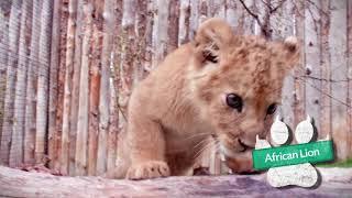 Baby Lion Hondo #4 - Idaho Falls Zoo