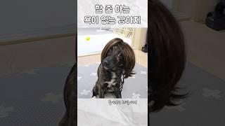 퐁력...퐁력쓸까???  #유기견임보