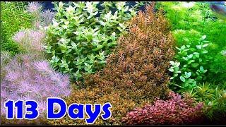 60cm AQUASCAPE DUTCHSTYLE - Step By Step Tutorial