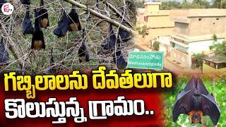 Villagers of Madhavarampodu in Kadapa District is Worshipping Bats | Madhavarampodu | SumanTV