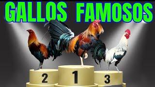 LOS GALLOS MAS FAMOSOS (IMPORTANTES)