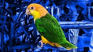 Potty Training Your Parrot FAST