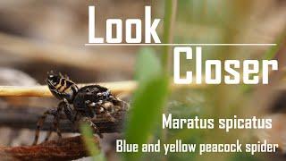 Field Trip - The blue and yellow peacock spider. Maratus spicatus