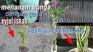 Cara tanam bunga kerokot gaya eyjul isnan