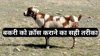 बकरी को क्रॉस कराने का सही तरीका | Bakri ko kitni bar cross karna chahie #cross #goat #bakripalan