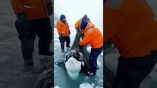 What Happened When People Came Together to Help an Orca#CompassionInAction