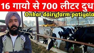 16 गायो से 700 लीटर दुध Onkar dairyfarm patiyala