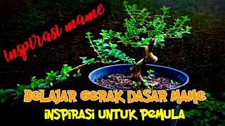 belajar gerak dasar bonsai mame prospek