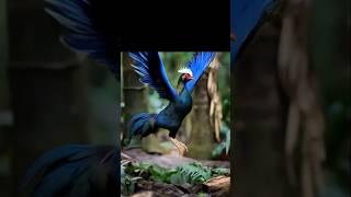 THE JUNGLE FOWL #animals #fowl #jungle #rooster #cock #chick #forest #shorts