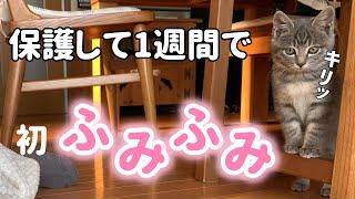 【保護子猫】保護して1週間で初めてのふみふみ