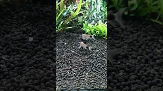 Panda Corydoras Social Behaviour