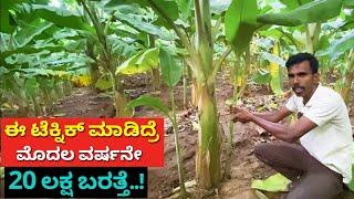 ಈ ಟೆಕ್ನಿಕ್ ಮಾಡಿದ್ರೆ | Banana farming in Karnataka | modern agriculture methods Kannada yelakki bale