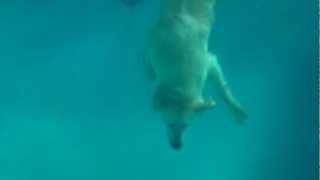 Dino The Diving Dog Golden Retriever Bailey diving underwater for tennis ball Paul McCartney