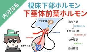 視床下部ー下垂体前葉ホルモンを一気に覚える方法