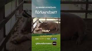 ควายแปลก ควาย EXOTIC ก็มีกับเขาด้วย? #Shorts #gmm25 #FARMEXPO