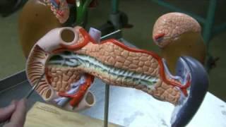 Pancreas & Gallbladder