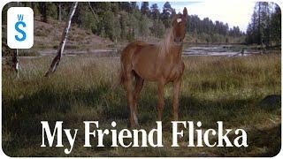 My Friend Flicka (1943) | Scene: Flicka is badly cut by barbed wire