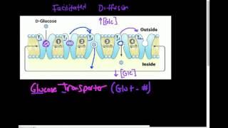 Glucose Transporter (GLUT): How Does it Work?