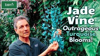 The Outrageously Colorful Jade Vine (Strongylodon macrobotrys)