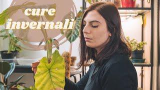 Winter Care - How to take care of house plants in winter ️