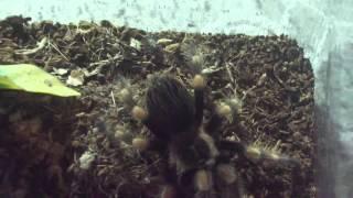 Lostpredators Tarantula & Other Exotic Pet Collection 2016