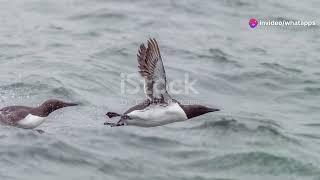 Norwegian Seabirds: Life on the Cliffs #animal2024 #wildlife