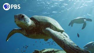 What Makes Hawaii's Green Sea Turtles Unique?