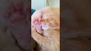 재미있는 동물들  에피소드 8 #쇼츠 #강아지 #고양이 #애완동물 #재미있는동물