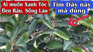 Ai muốn Xanh Tóc Đen Râu, Sống lâu thì tìm Cây này mà dùng. Hà thủ ô trắng. PHAN HẢI Channel