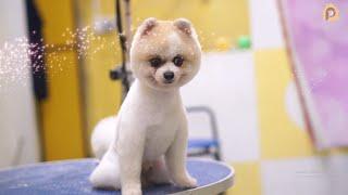 How to Cut the Teddy Bear Style on a Pomeranian - cute animal videos - Pomeranian grooming
