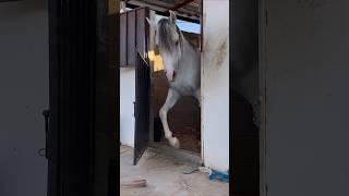 Chased by big horse