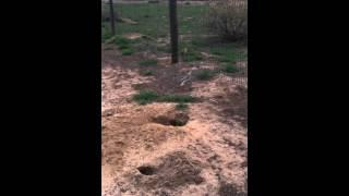 Chasing a prarie dog