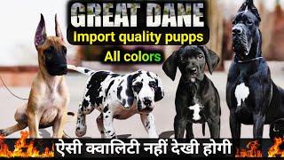 Great dane extraordinary quality Puppies | harley great dane | all colors available
