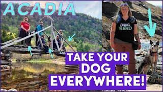 Acadia with Dogs: America's Most Dog-Friendly National Park! (w/ 4 guide dog trainers and 3 dogs!)