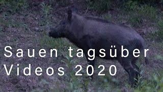 Vlog Januar 2020: Sauen im Tageslicht, nächste Videos