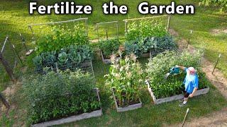 Garden FERTILIZER Routine How to FEED the VEGETABLE GARDEN for HUGE Yields of FRESH Organic FOOD