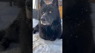 Волкособ Гул’Дан во всей красе 