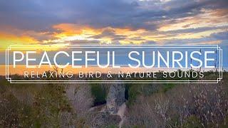 Forest Birdsong - Nature Sounds - Birds Chirping for Relaxing & Focus | Mackinac Island, Michigan